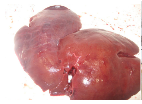 PORK LIVERS 1/15# AVG 2819